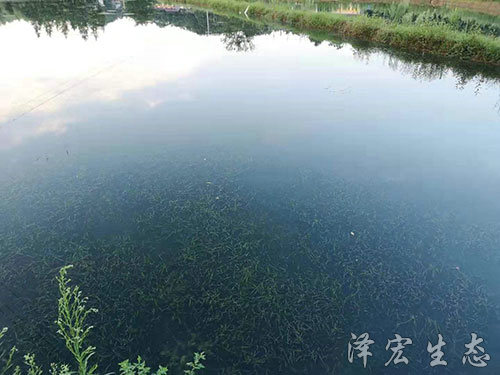 苦草 (3) 苦草 (3)